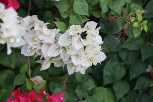 扶桑花