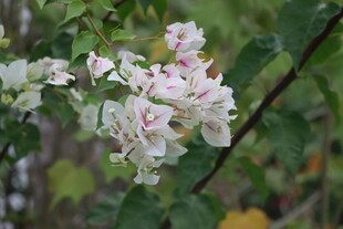 扶桑花