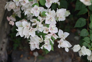扶桑花