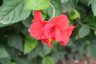 扶桑花