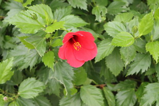 扶桑花