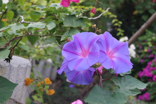 牵牛花