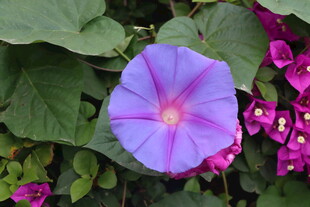 牵牛花