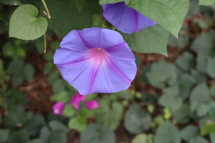 牵牛花