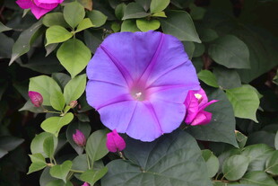 牵牛花