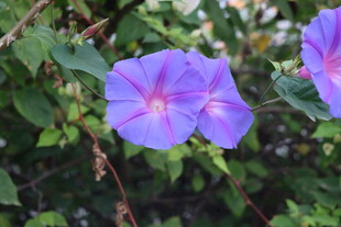 牵牛花