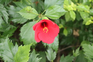 扶桑花