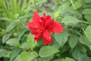 扶桑花