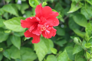 扶桑花