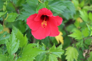 扶桑花