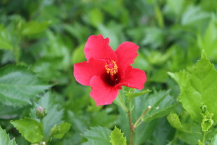 扶桑花