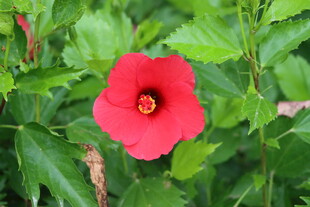 扶桑花