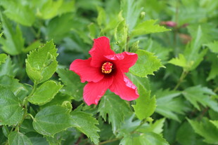 扶桑花