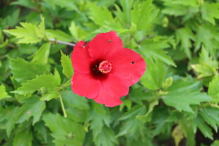 扶桑花