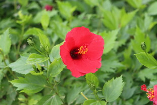 扶桑花