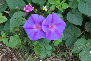 牵牛花 