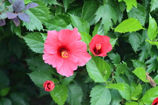 扶桑花