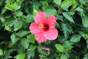 扶桑花