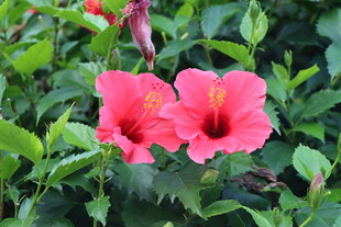 扶桑花