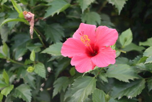 扶桑花