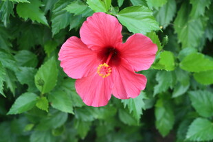 扶桑花