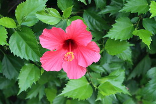 扶桑花