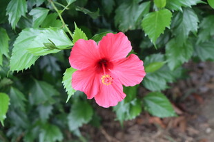 扶桑花