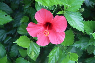 扶桑花