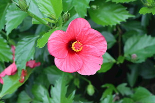 扶桑花