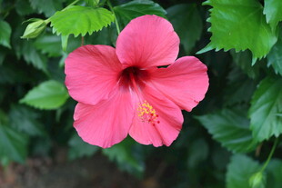 扶桑花