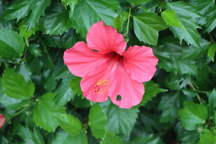 扶桑花