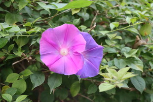 牵牛花
