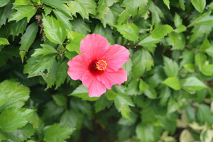 扶桑花
