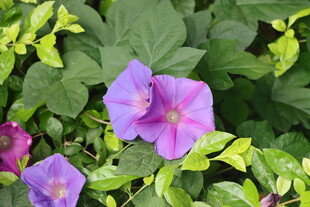 牵牛花
