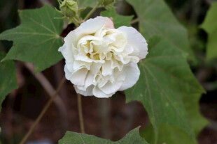 白色木芙蓉花