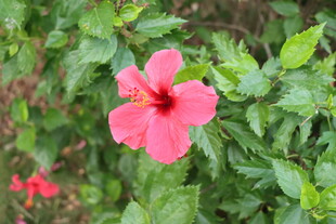 扶桑花
