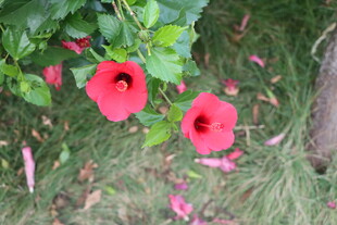 扶桑花