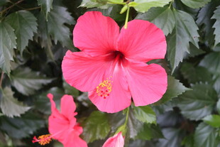 扶桑花