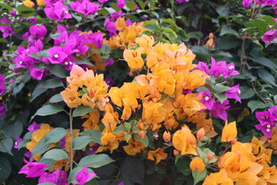扶桑花