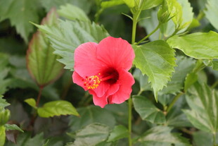 扶桑花