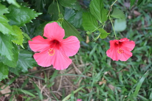 扶桑花 