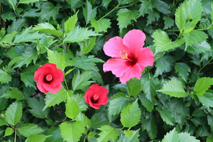 扶桑花 