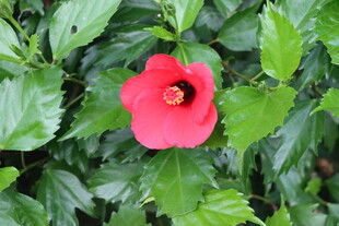 扶桑花