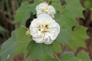 白色木芙蓉花