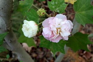 木芙蓉 