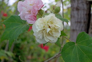 木芙蓉 