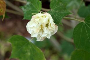 白色木芙蓉花