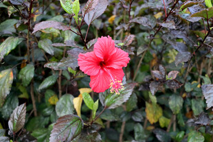 扶桑花