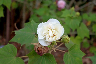 白色木芙蓉花