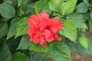 扶桑花